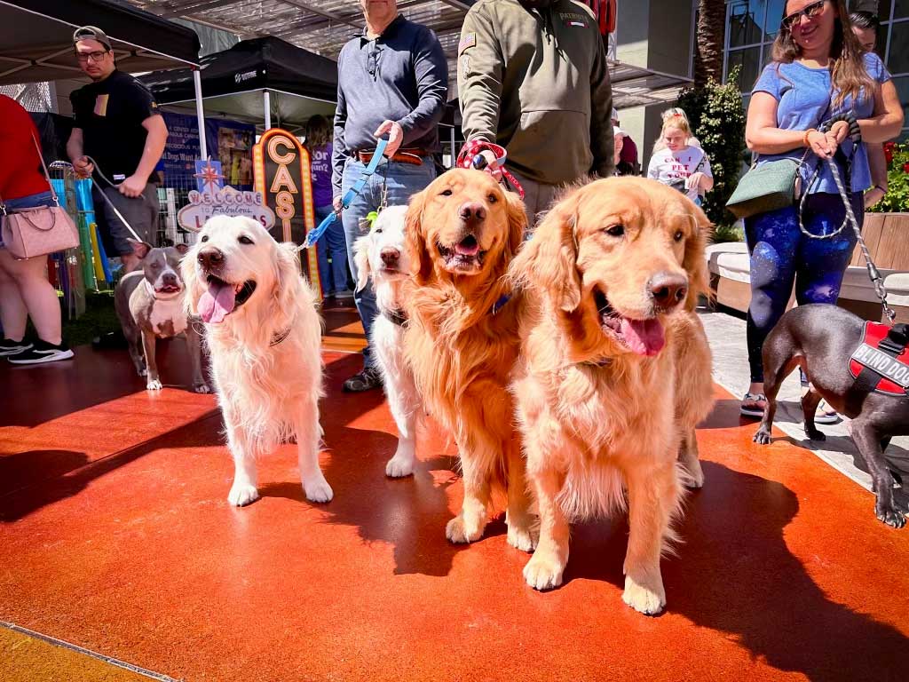 Pup Festival at Tempe Marketplace