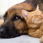 Pet Talk