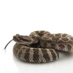 Keeping Your Pet Safe from Rattlesnakes