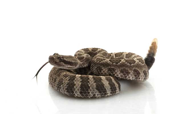 Keeping Your Pet Safe from Rattlesnakes
