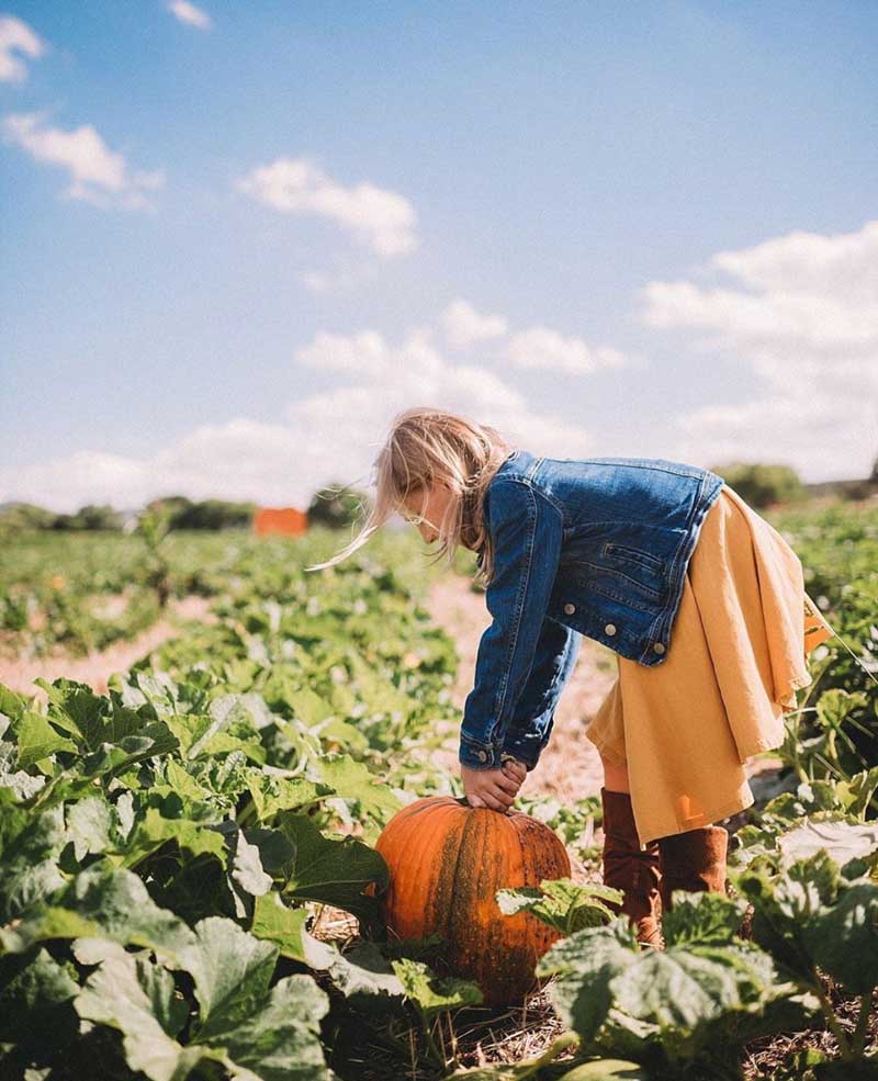 Pumpkin Fest & Corn Maze