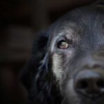 Caring for Your Senior Pets