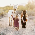 Cactus Hills Alpaca Farm