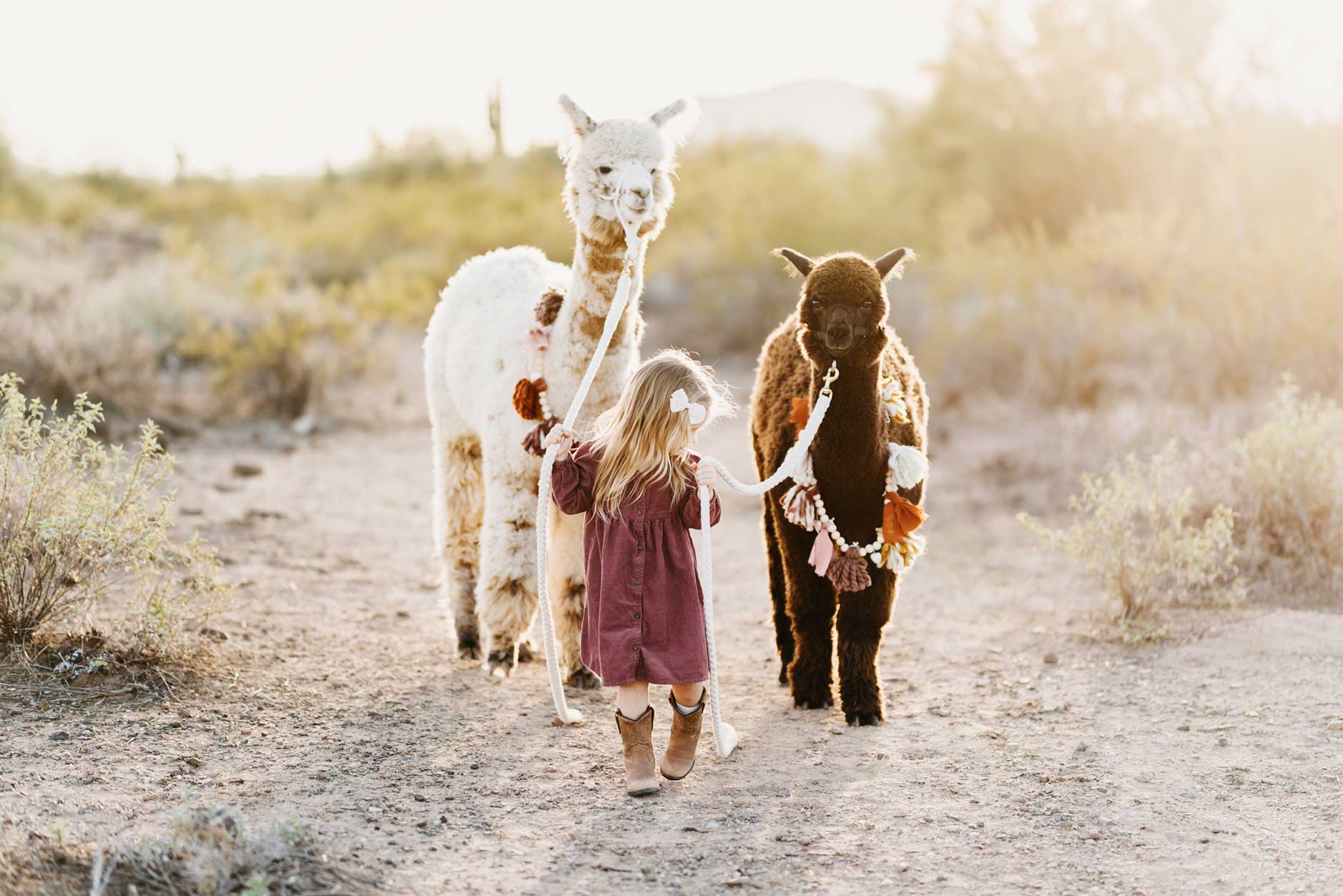 Cactus Hills Alpaca Farm
