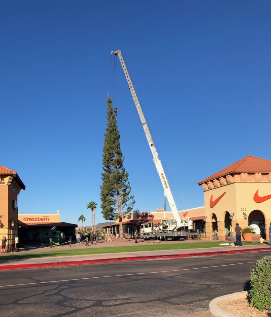 Anthem’s Tallest Tree Tradition Continues Valley Vibe