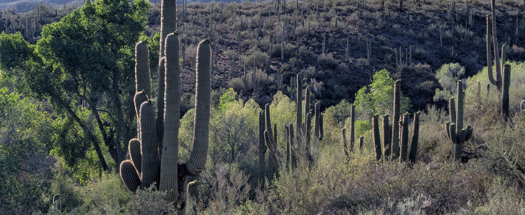 Jewel of the Creek Preserve - Desert Foothills Land Trust