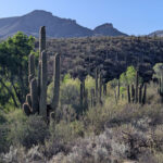 Jewel of the Creek Preserve - Desert Foothills Land Trust
