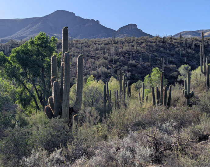 Jewel of the Creek Preserve - Desert Foothills Land Trust