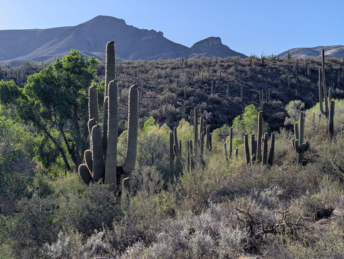 Jewel of the Creek Preserve - Desert Foothills Land Trust